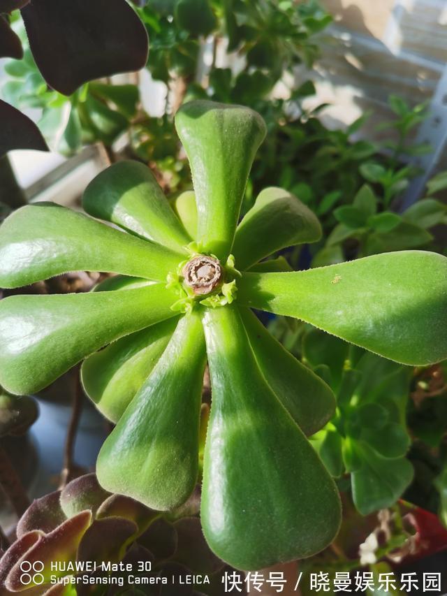 花友|容易养成老桩的多肉,新手也能养成,2年茎秆木质化