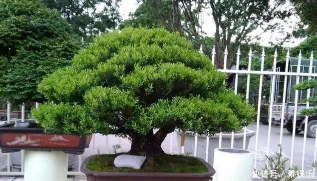 10年前一盆上万,10年后一盆十块,烂大街的黄杨,被玩坏的盆景