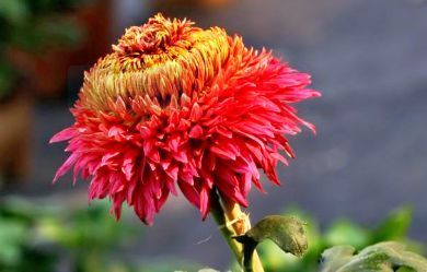 喜欢菊花，不如养盆“菊中珍品”大红芍药，花开似芍药，妖娆端庄