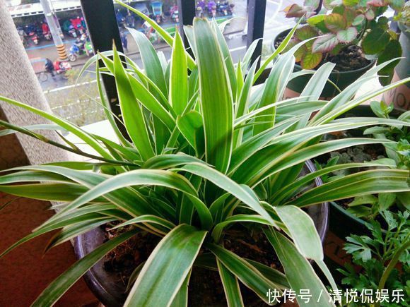 吊兰|金边吊兰叶子发软不挺拔，修修剪剪换个盆，一个月爆盆不是事