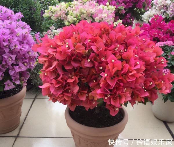 三角梅|秋季三角梅不开花太不正常！3个“逆袭”技巧，30天开花一大片