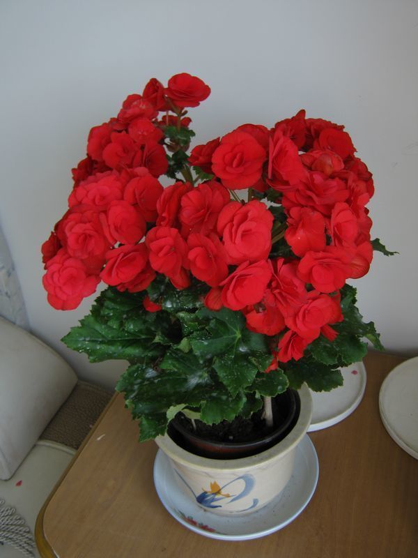 几种花很耐养,沾土就能活,有阳光就爆盆,给点水就疯长,太好养