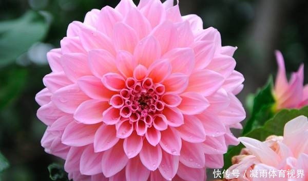 此花是墨西哥国花,以色彩瑰丽,花朵优美而闻名,是世界名花之一