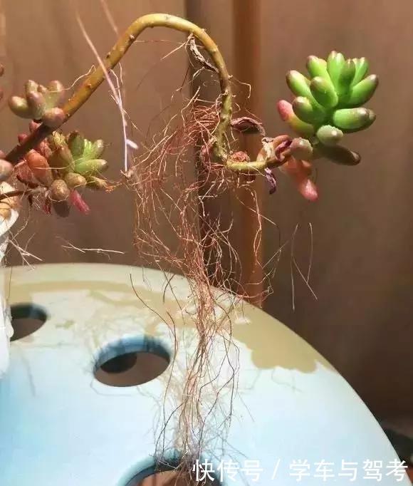 多肉长气根，这是“求救信号”，2个原因导致，最好赶紧剪掉！