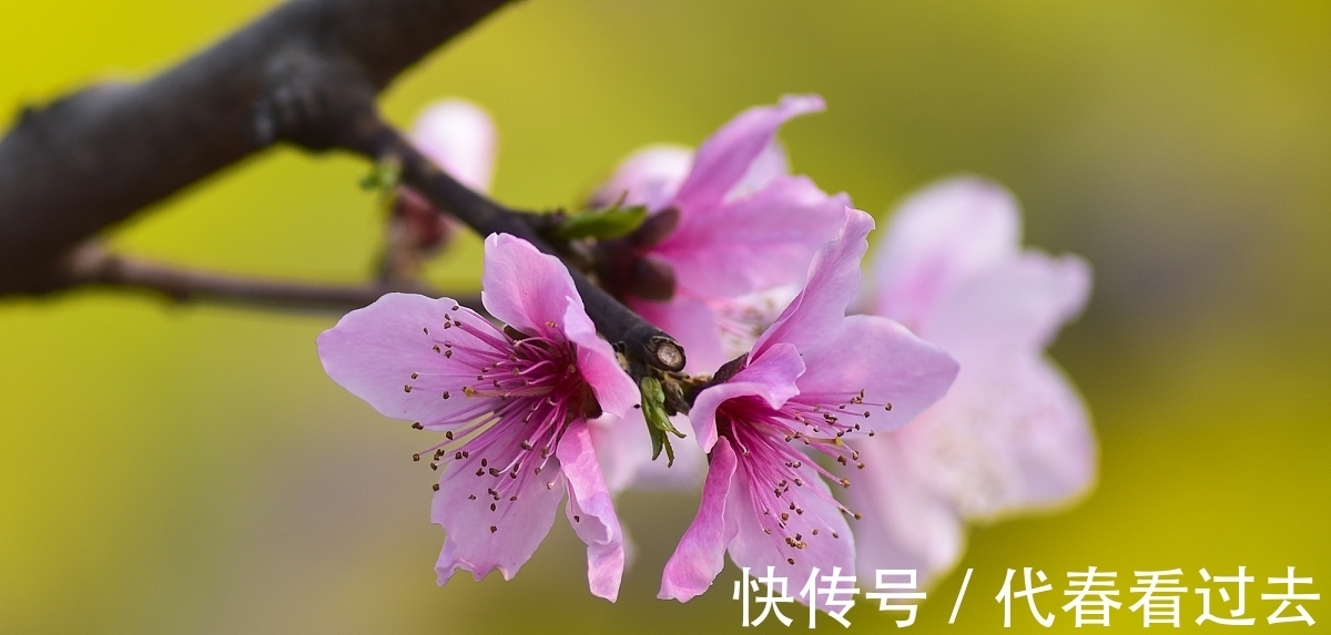 杨柱|杨柱诗词十首:嵌句偶拾(辘轳体)人面桃花相映红