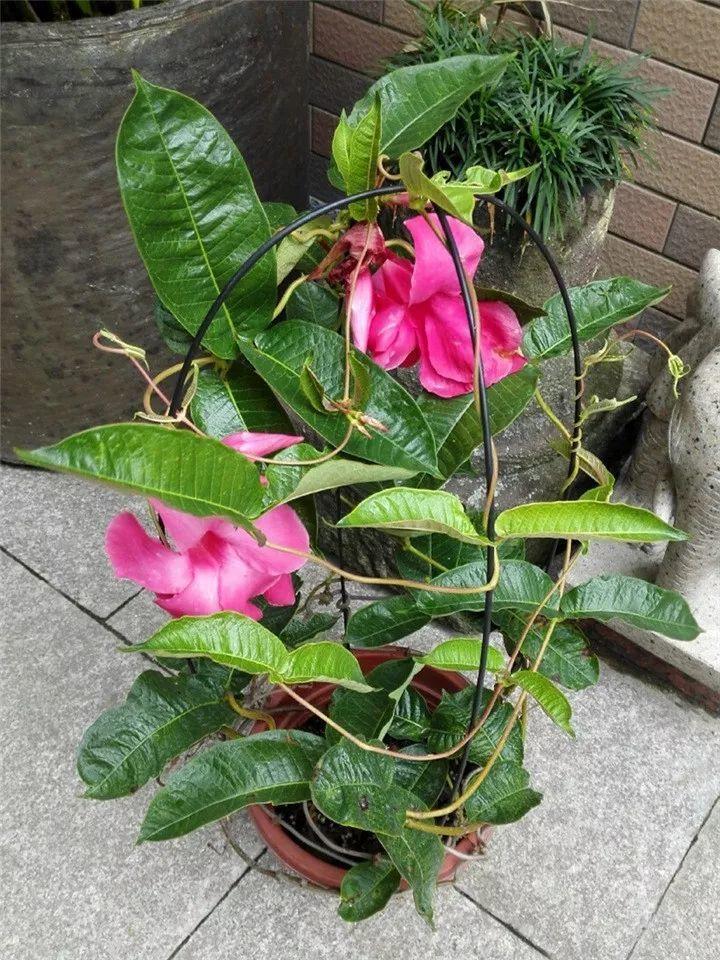 一开就是大半年，枝条沾水就活，根比萝卜还粗！