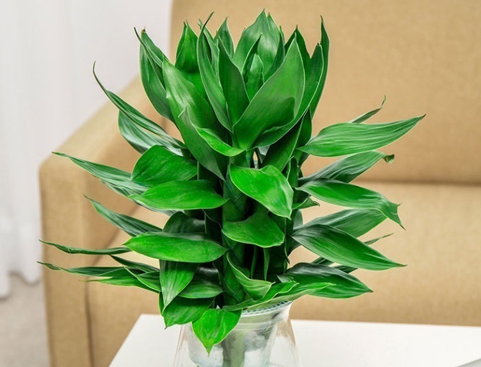 观音竹|建议中老年花友：养花就养4种，寓意是真的好