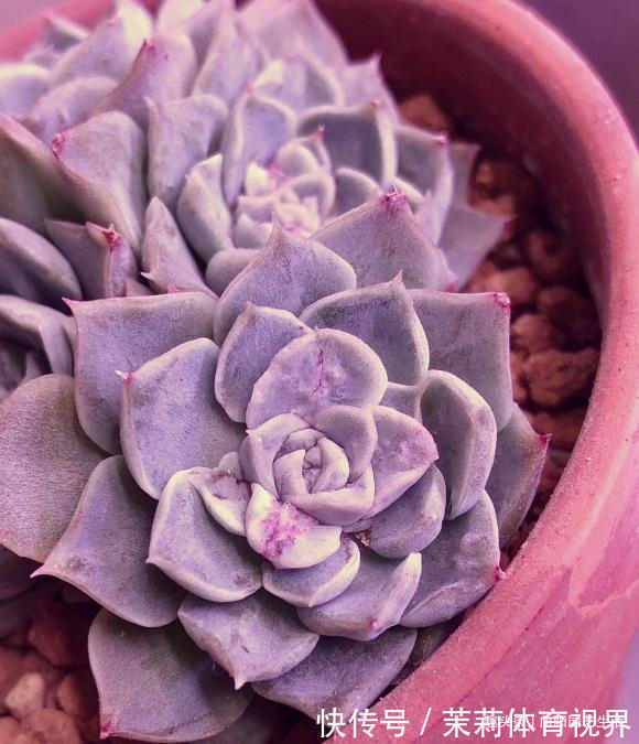 进阶|养多肉，经验很重要，5点必看知识点，帮你快速进阶成大神