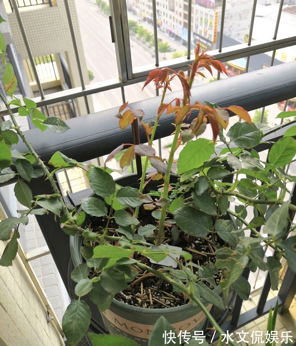 花芽|阴雨天来了，月季黑斑、卷叶子，赶紧剪、喷点药，半月就开花