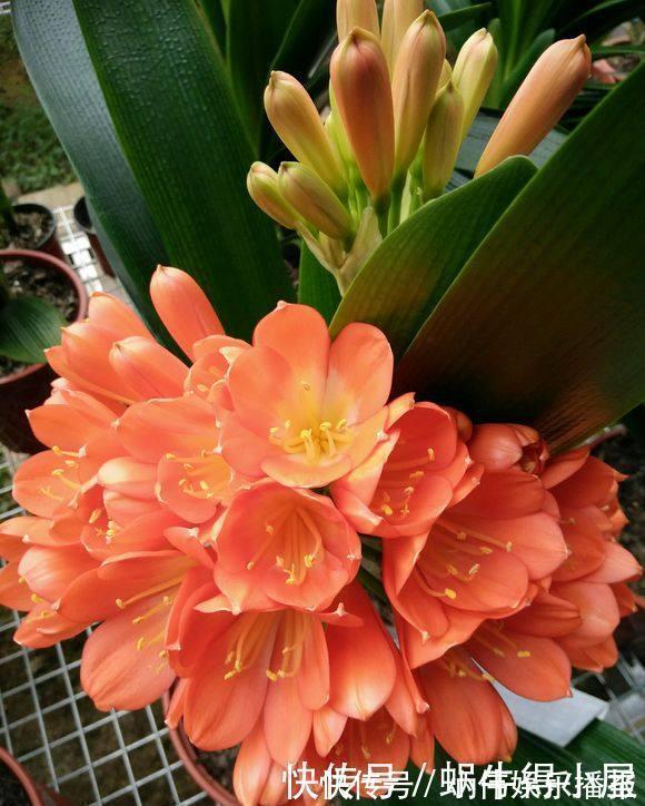 植株|养君子兰用点它，三天生根，10天就发新叶，植株健壮挺拔