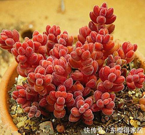 为您整理20款红色系多肉,热情奔放,总有一款是你迷恋的!