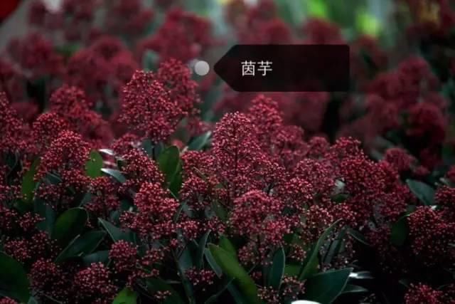 150种常见植物及花卉，你认识几个？