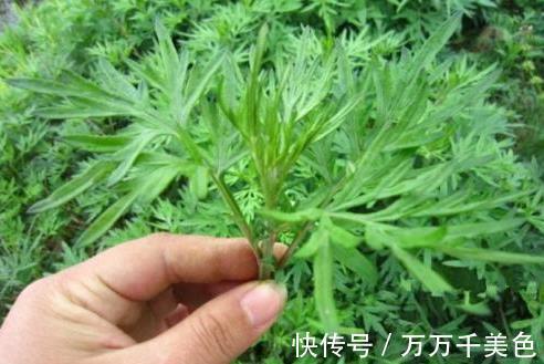 见效|农村路边的野草,腰间盘突出的“救命草”,三天便见效,值得一试