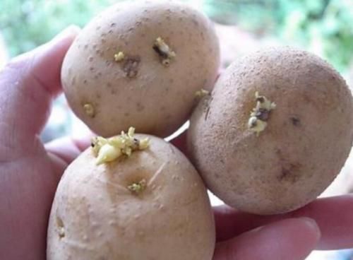 去进行食用|土豆发芽了没办法吃,但是却有大用处,别傻傻扔掉了