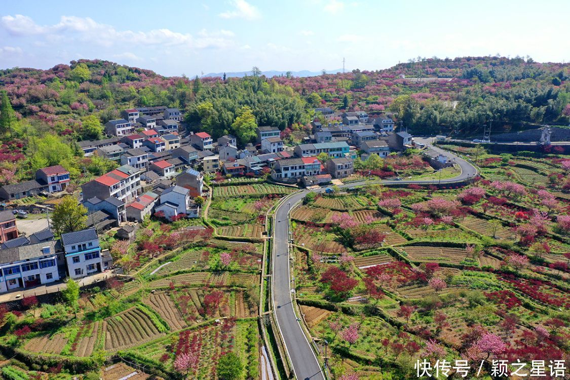 白鹿村、上马村、雅庄村，十里樱花十里尘，经典赏樱路