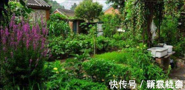 水果|农村院子栽6种树，寓意美好又旺宅，还能吃新鲜水果