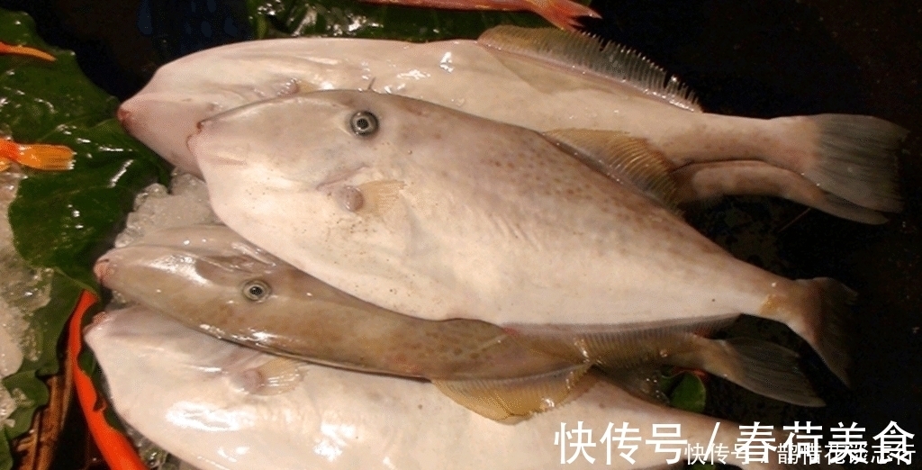 生活环境|海鲜摊位上这几种鱼是没有养殖的, 海鲜老板不一定告诉你!