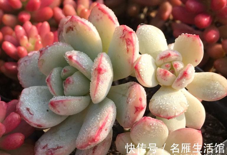 将徒长的多肉重新养好？不是不可能，只要如此操作且多点耐心就行