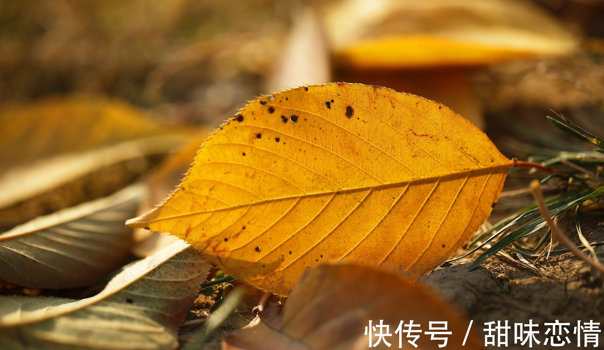 诗词#近体诗/七绝.秋兴之十一一见落叶生感慨(附悬联并求对)