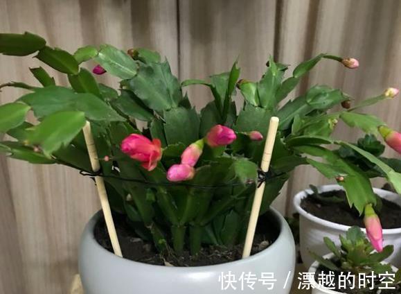 此种“溶液”浇蟹爪兰,7天“浇1次”,1盆冒出60个花苞!