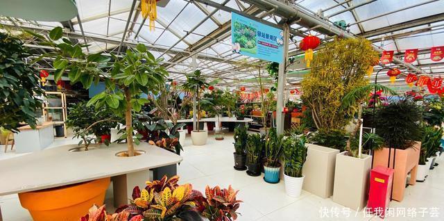 北京开了第一家绿植花卉大超市,就在南三环边上明码标价新鲜实惠