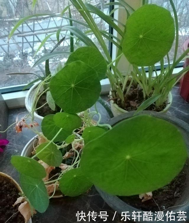 金丝荷叶花。不开花,看叶子也挺好看的