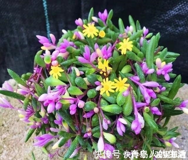 白檀|10款能吊起来养的多肉,一个比一个美,还不占地方