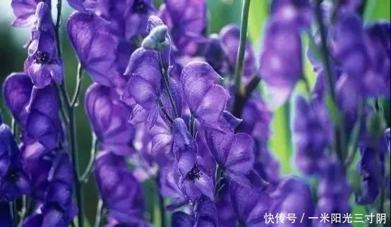 世界上十大剧毒植物,你身边有吗?