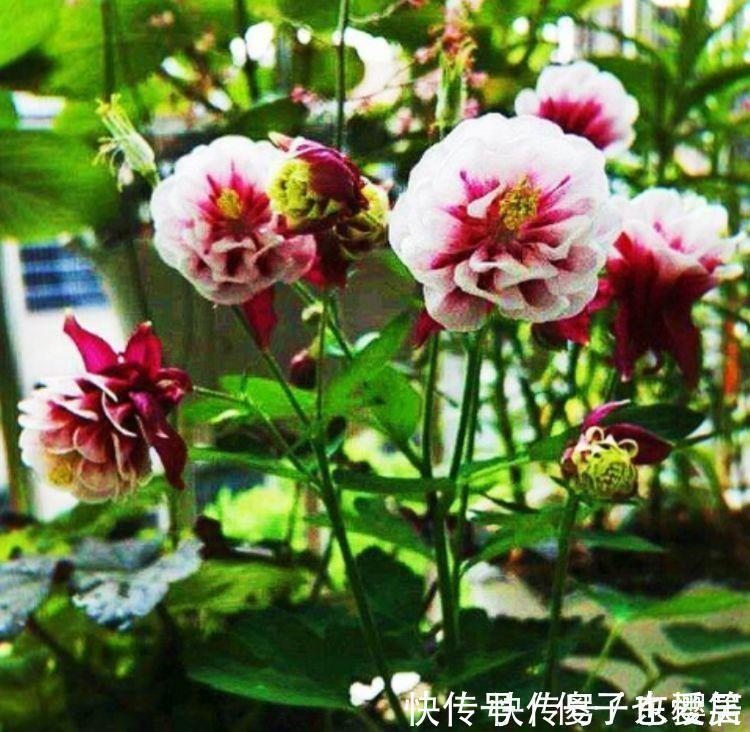 4种花养在家里,净化空气,释放氧气,颜值也不错