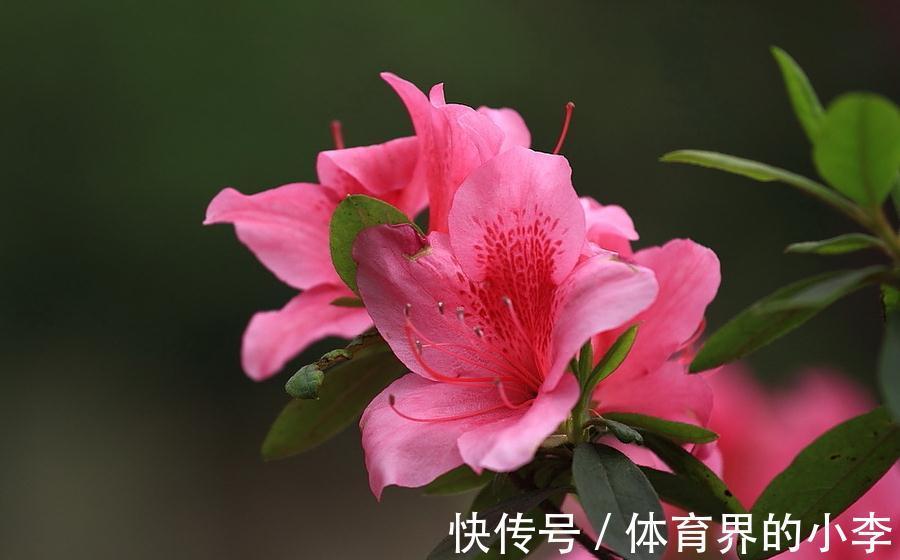 养花试试这几款,冬季尽可能多光照,对开花非常有利