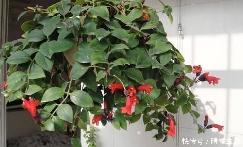 果皮|自制肥料难不难?有着20年经验的养花人:懂“这2样”就够了