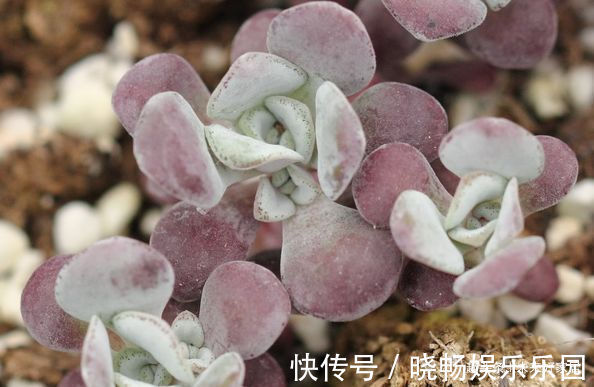 喜欢三角梅,推荐试试优良品种“柠檬黄三角梅”,花开靓丽多姿!