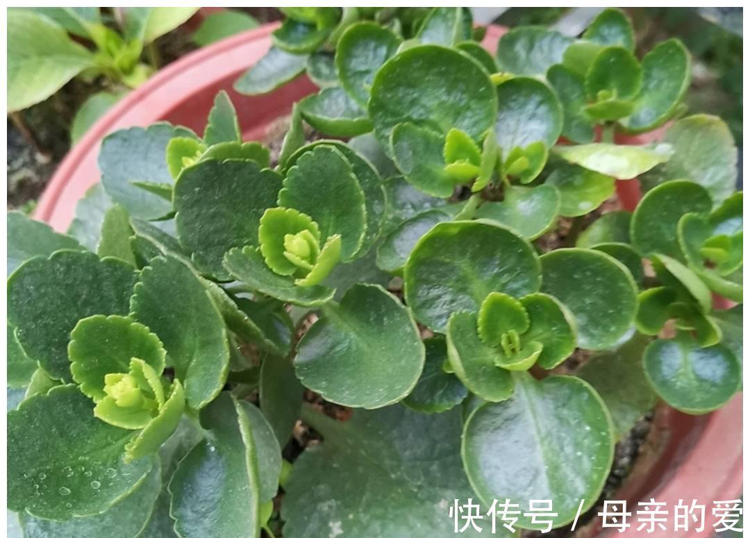 修剪|9月开始，给长寿花多做4件事，让它多冒新芽，孕蕾更多
