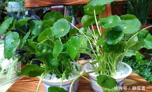 家里几种没用的东西，用来养花，省钱又实用，乐趣十足！