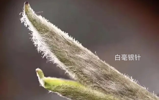 简单|茶叶的第一泡水脏吗?答案并不简单