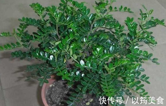 喜欢养花,不如养盆丽钵花,号称“移动香水”,养一盆花香四溢