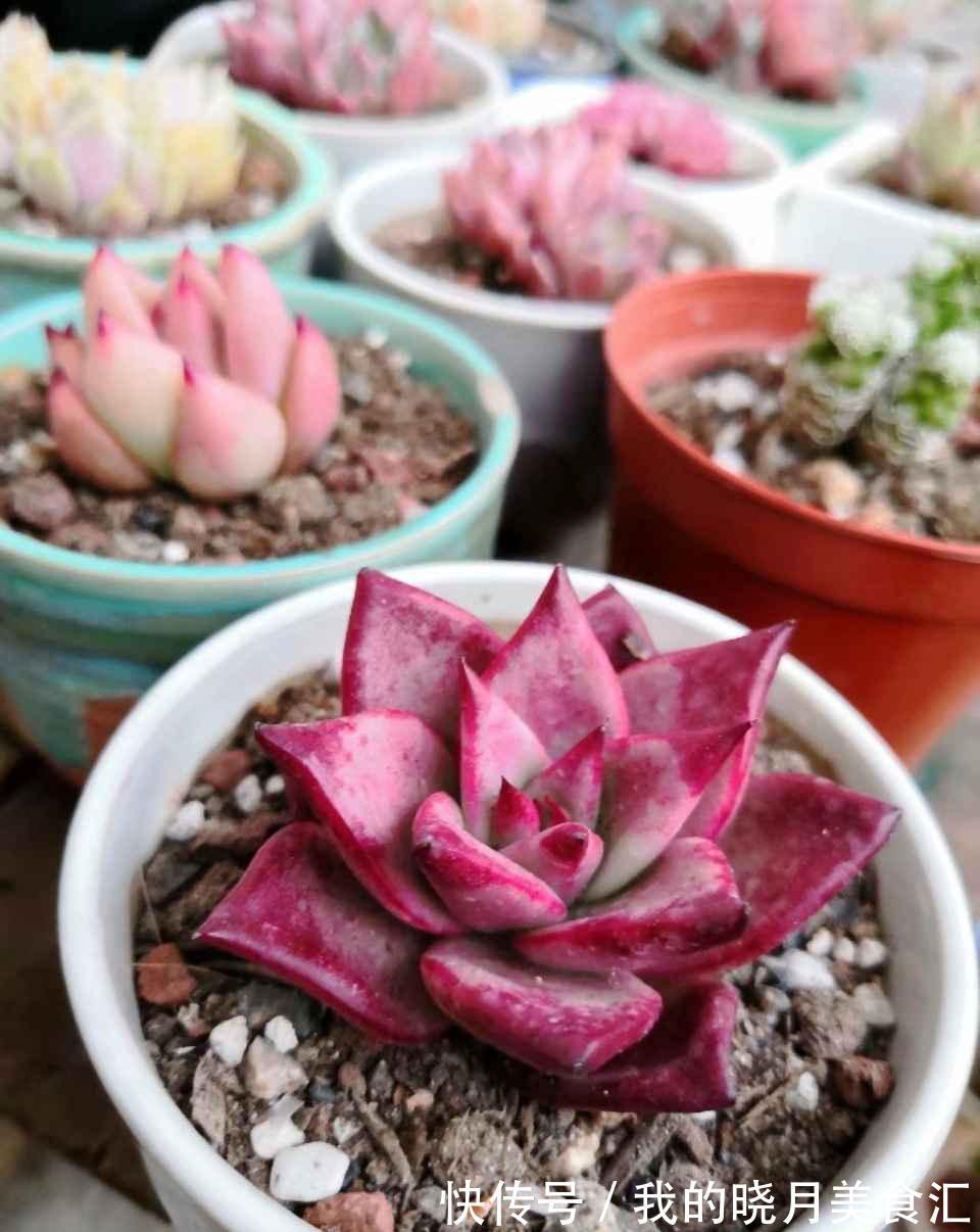 越养越丑的“三多肉”,已经拉入新手黑名单,别再把它们当作宝