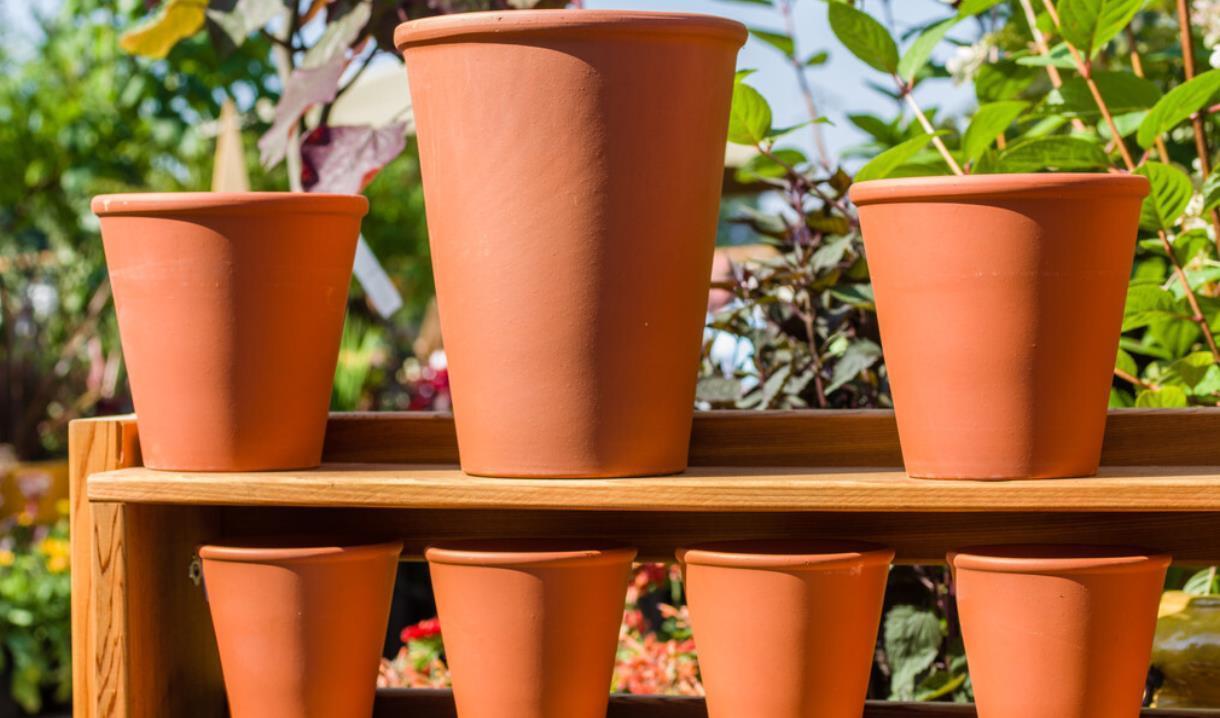 兰花上盆前有“三洗”,老手熟门熟路,新手听着有点懵