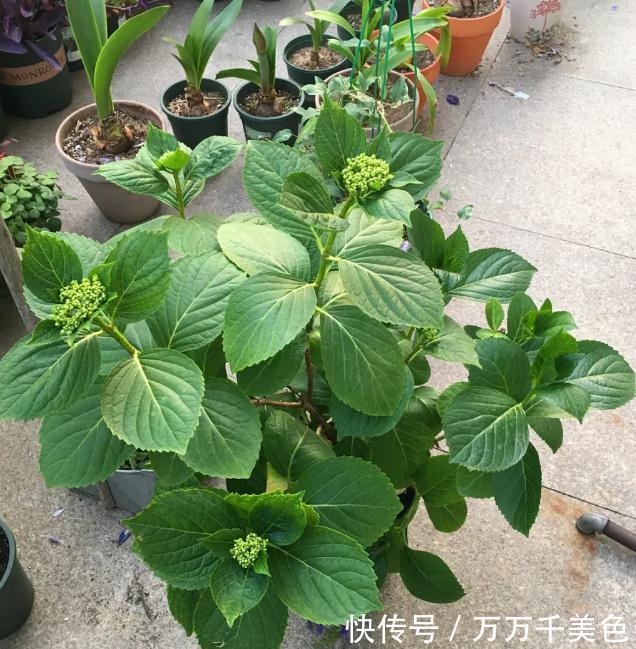 浇水|这个天,你的绣球浇水姿势对了吗