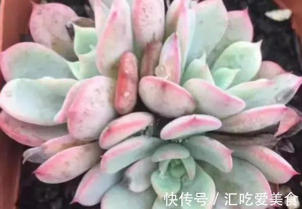 多肉劳伦斯怎么养护，做到5个方法，叶色才会更美更艳丽