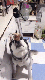 |搞笑GIF:小伙子,别在大人面前耍技,你要知道姜还是老的辣