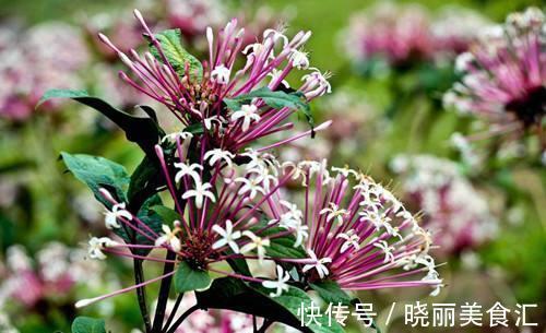 路边看到这三种花,掐根枝条回家,蹭蹭生根冒芽,花开小半年