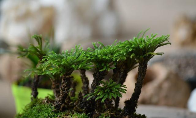 长在“山坡”上的“传奇”野草,挖一棵养家里,越养越值钱!