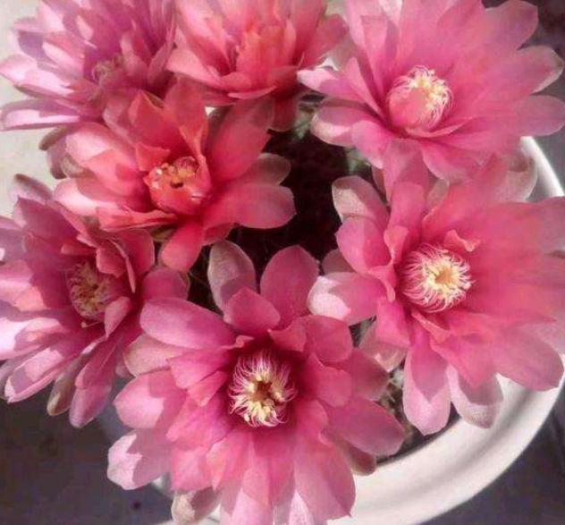 养仙人球绯花玉，少浇水多见光，开花又结种子，养出一大堆