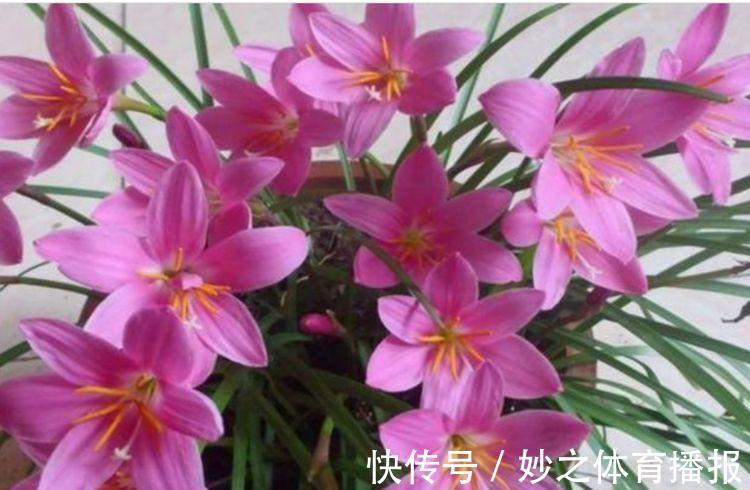 居家就养此款花卉,浇水就疯长,给点阳光就“灿烂”,开花不断!