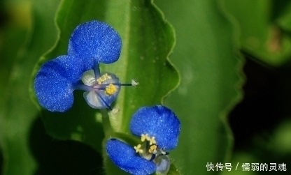 高血压|这种野草功效强大，晒干泡茶喝还是高血压特效药，可惜没几人懂！