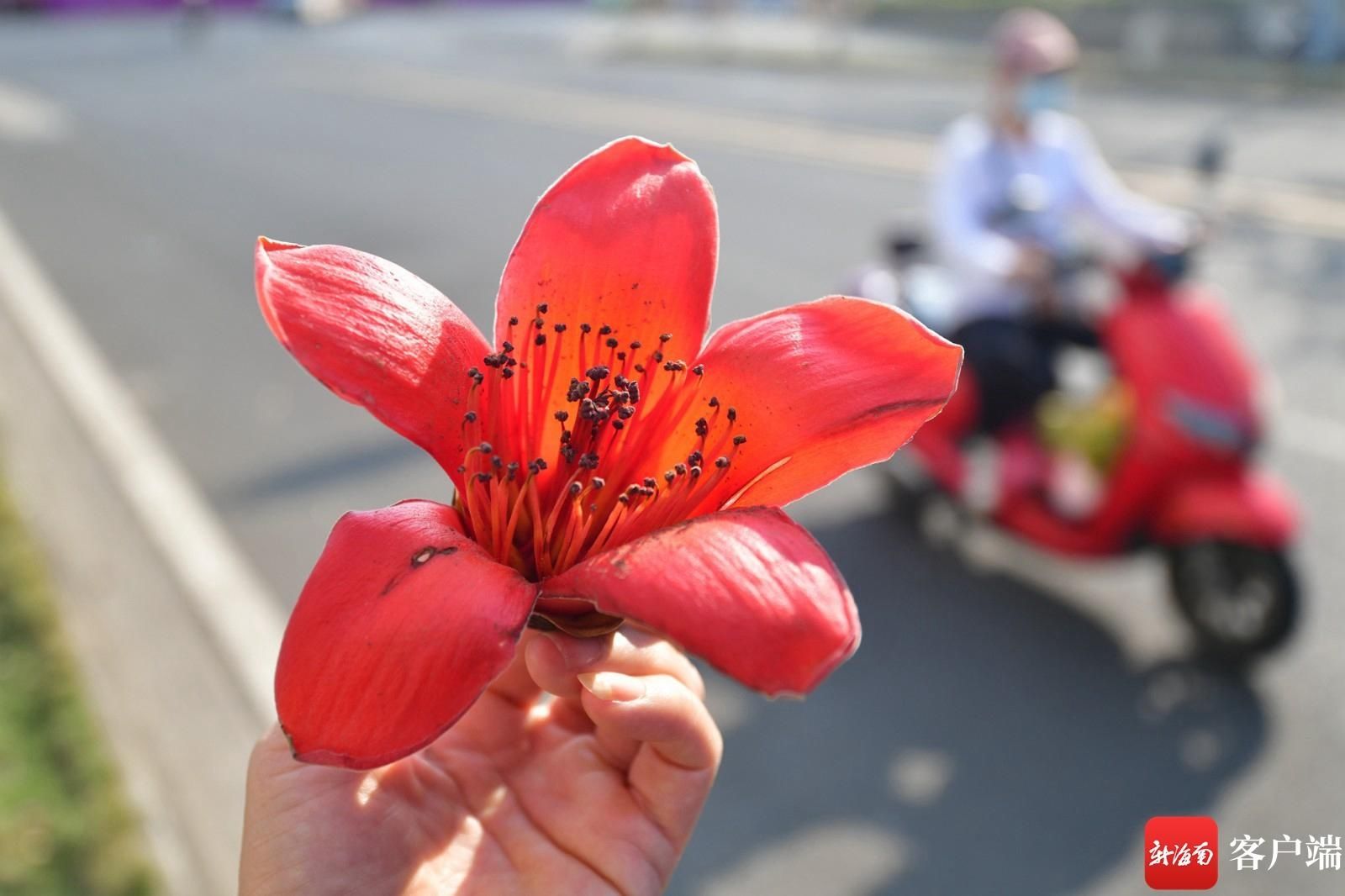 木棉花悄然开放 点缀海口街头|组图 |木棉花悄然开放 点缀海口街头\＂,\＂i12\＂:\＂组图