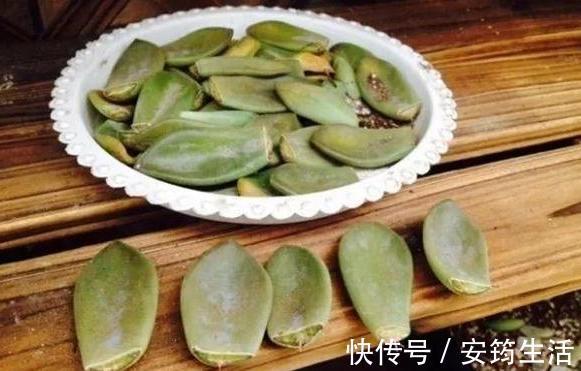刚种多肉选什么品种此3款好养、容易爆盆,用叶片就能繁殖