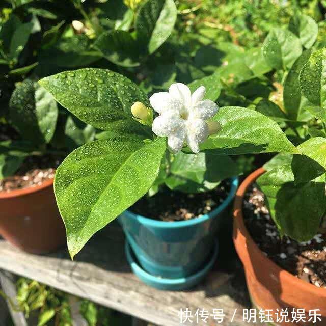 栀子花茉莉花最爱“酸水”，半个月来一次，疯狂开花也没黄叶