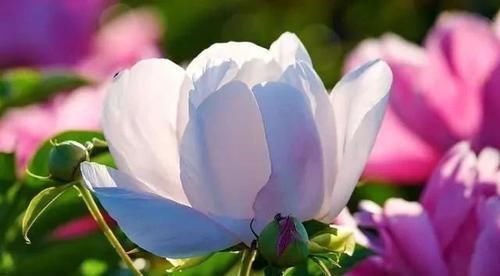 白芍|此物被誉为“养肝之圣药”,护肝补肝、敛阴养血,来认识一下